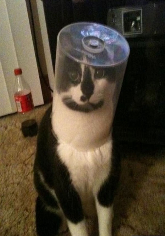 Image Credit: Distractify.com