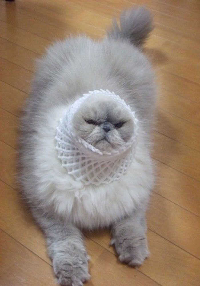 Image Credit: Imgur