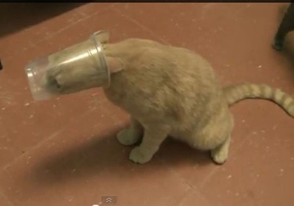 Image Credit: Imgur