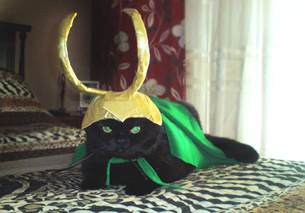 catswithhats