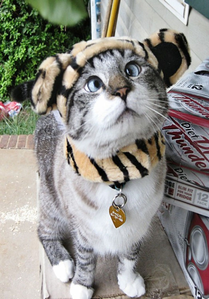 catswithhats