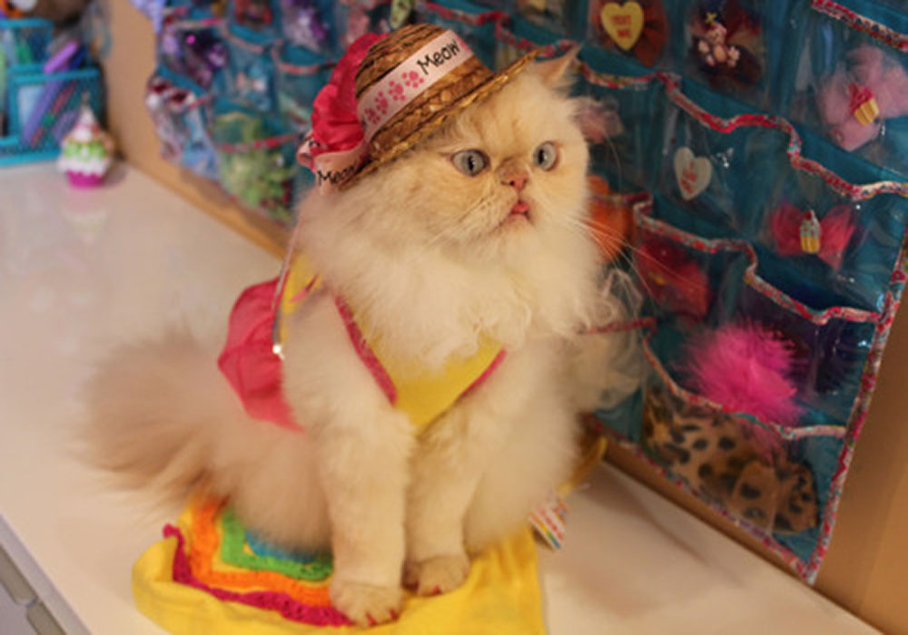 catswithhats