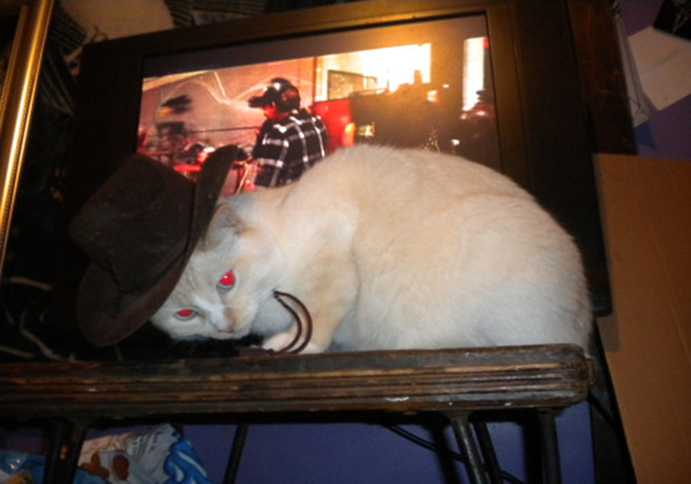 catswithhats16