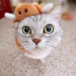 catswithhats