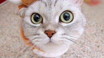 catswithhats