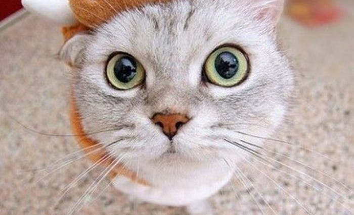 catswithhats