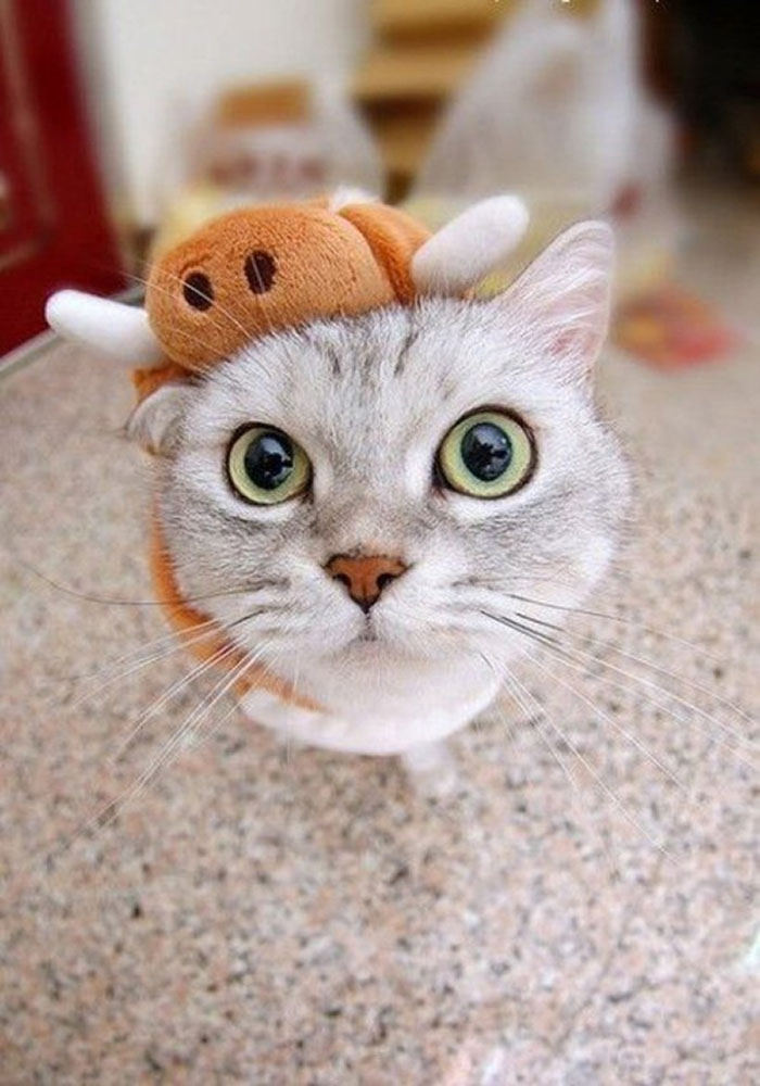 catswithhats