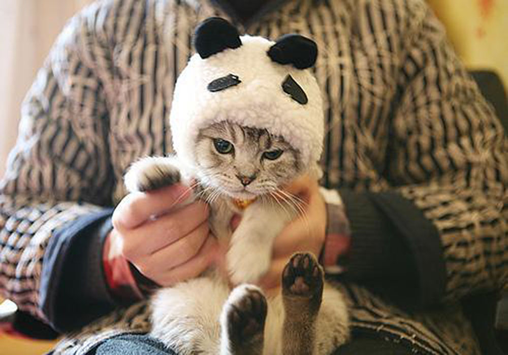 catswithhats