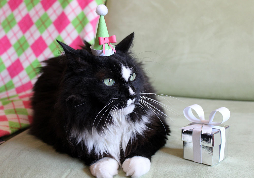 Cats with hats