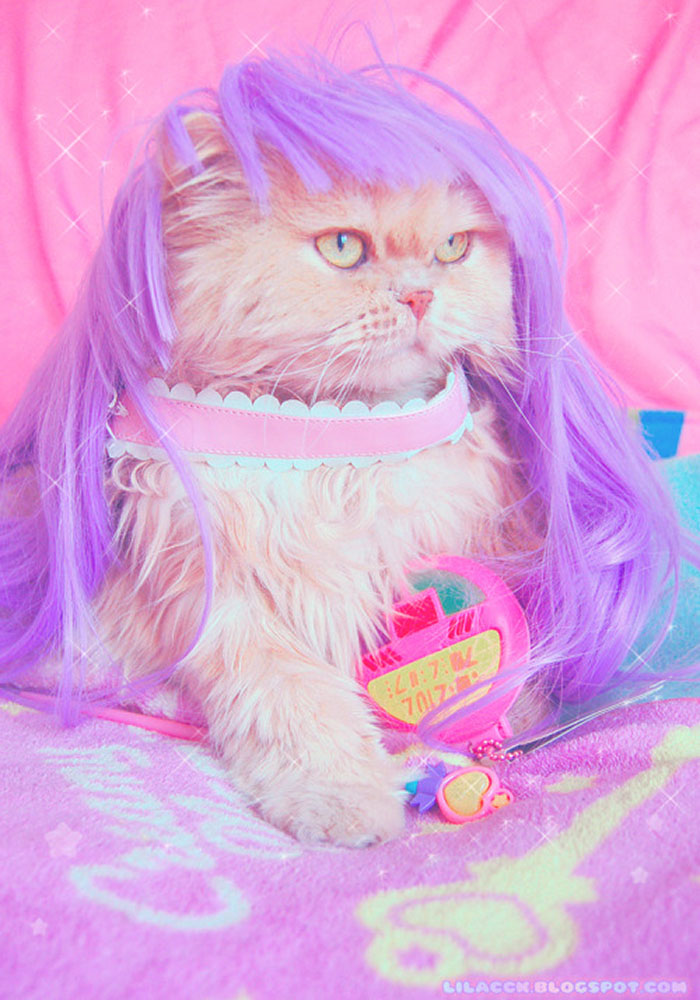 catswithhats
