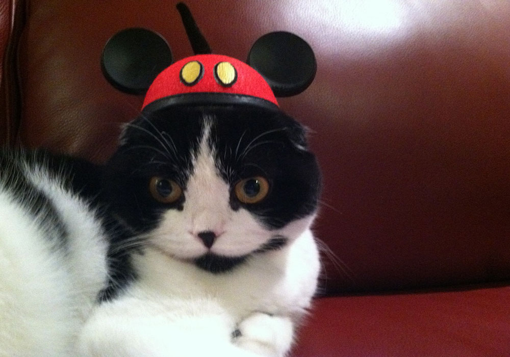 Cats with hats