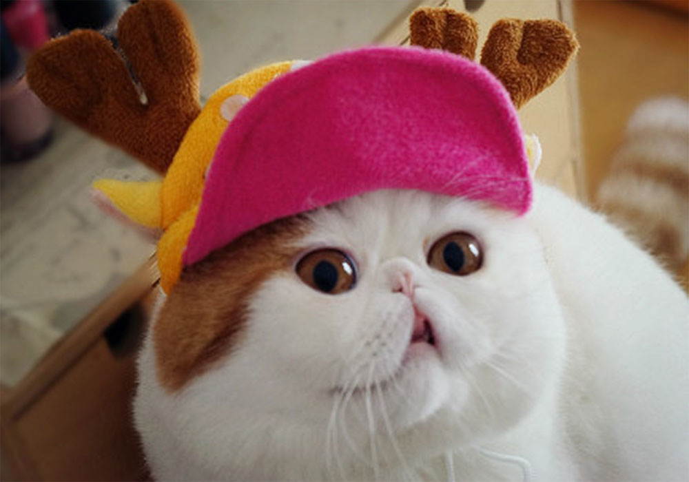 catswithhats
