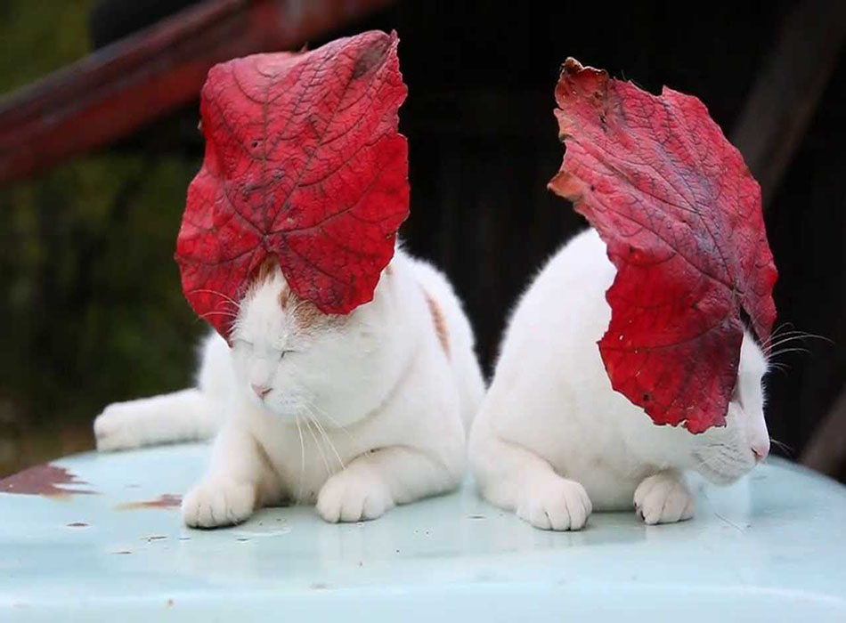 catswithhats