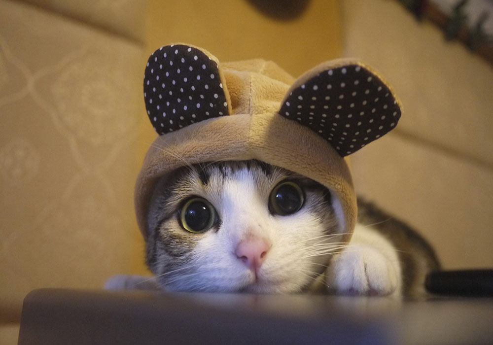 catswithhats