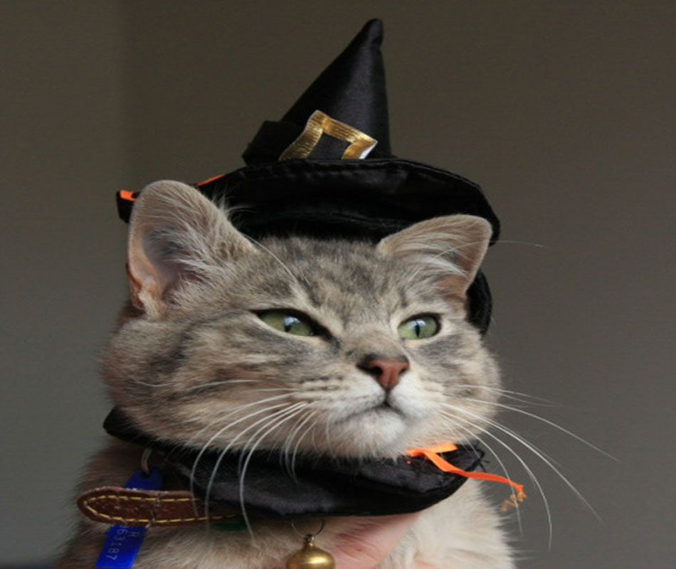 catswithhats