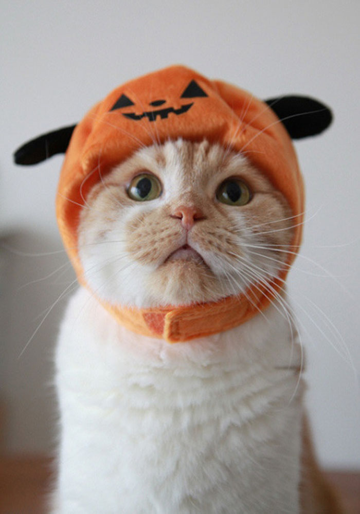 catswithhats