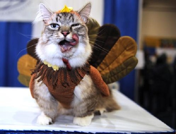 turkey costum