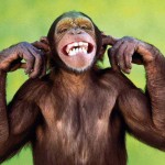 chimp