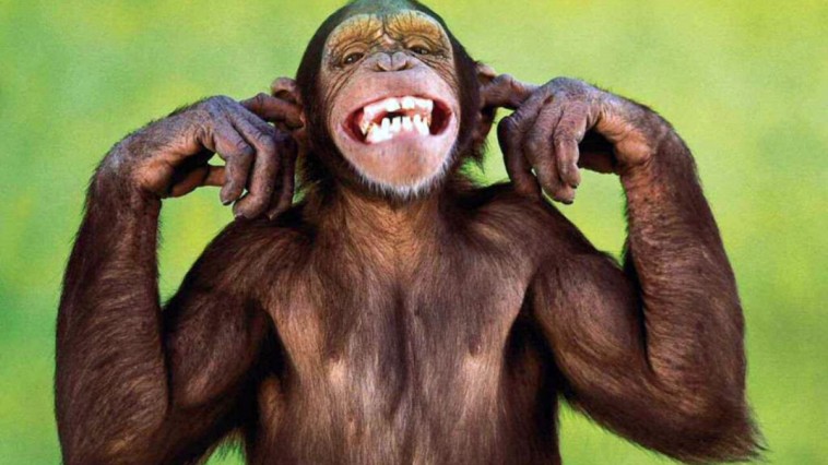 chimp