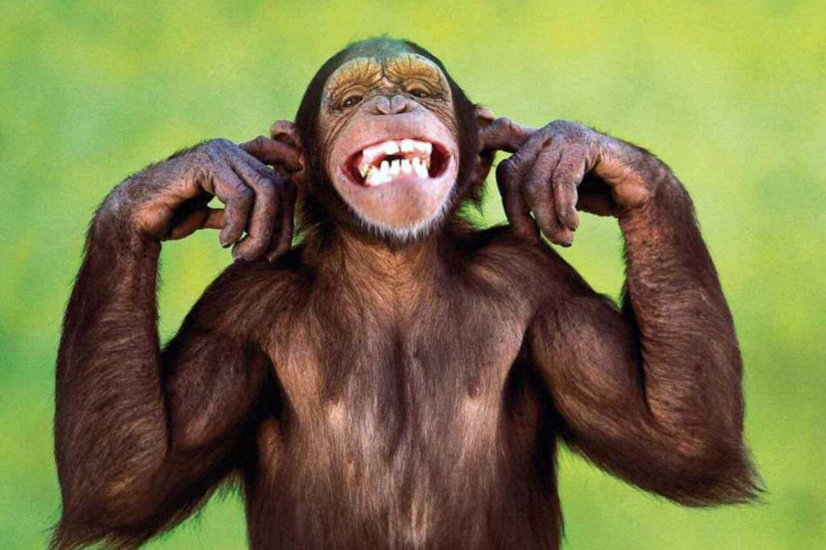 chimp