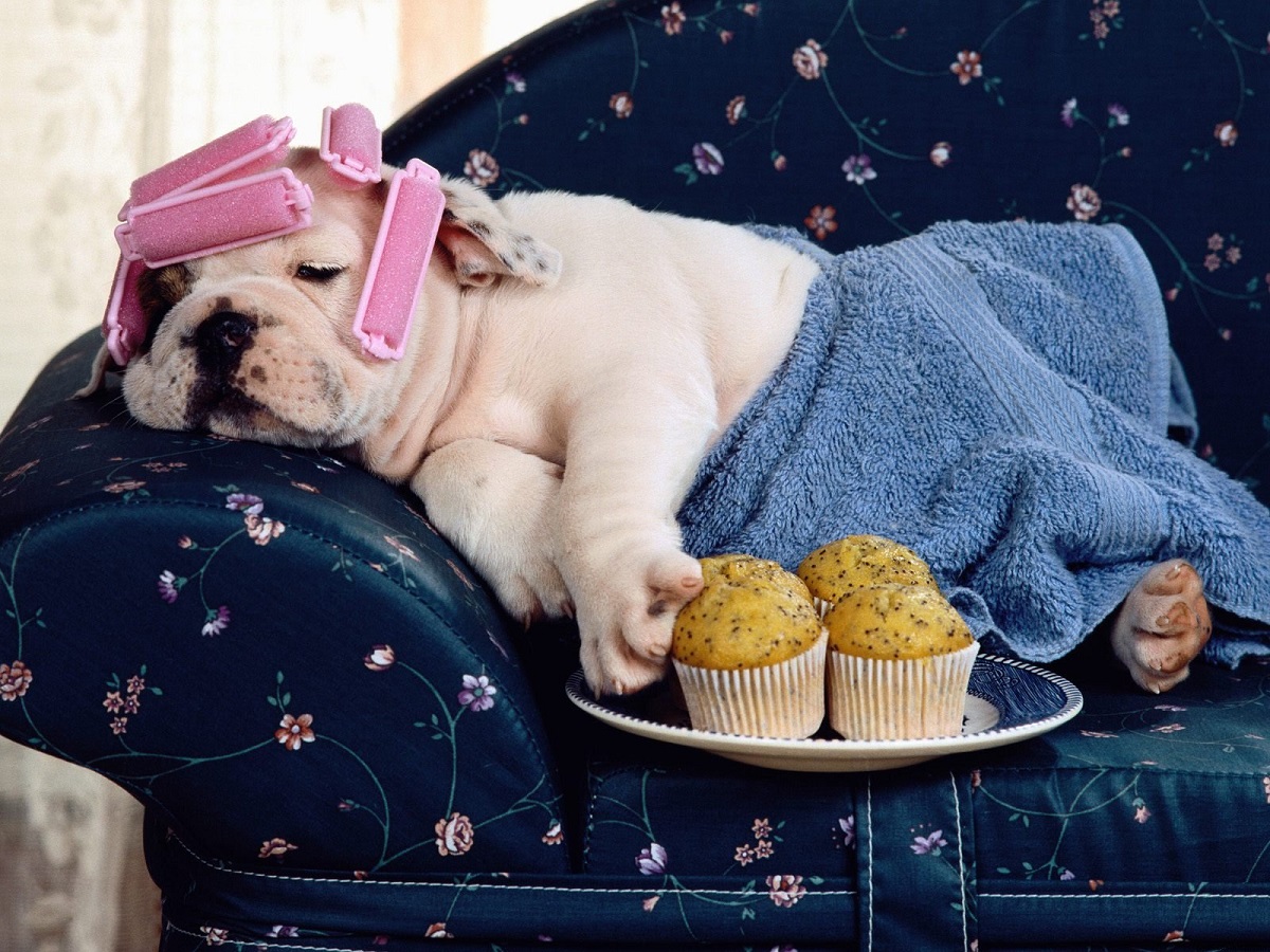 sleepy dog