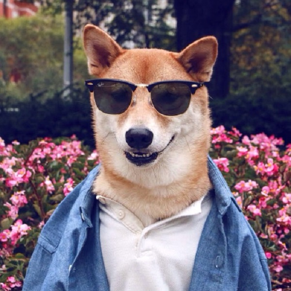 glasses cool dog