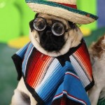 mexican dog