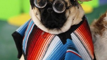 mexican dog