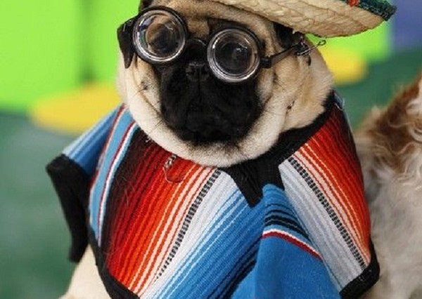 mexican dog