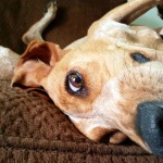 dog-texts