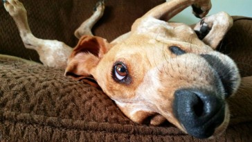 dog-texts
