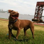 doggy