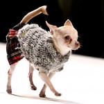 dogs-fashion