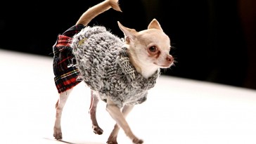 dogs-fashion