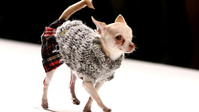 dogs-fashion