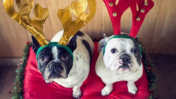 christmas dog costume