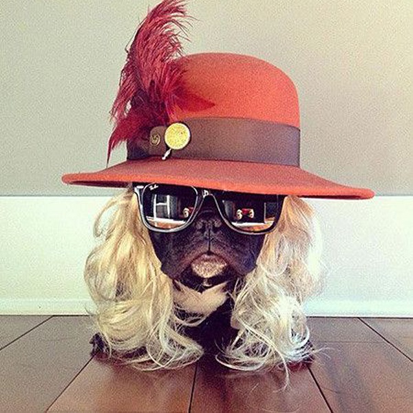 dog glasses