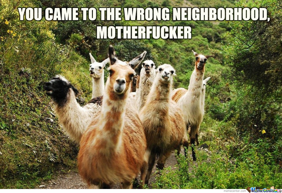 llamas