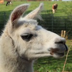 llama-memes-drama