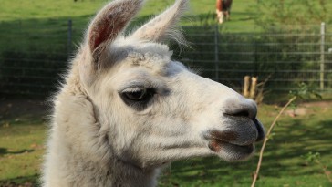 llama-memes-drama
