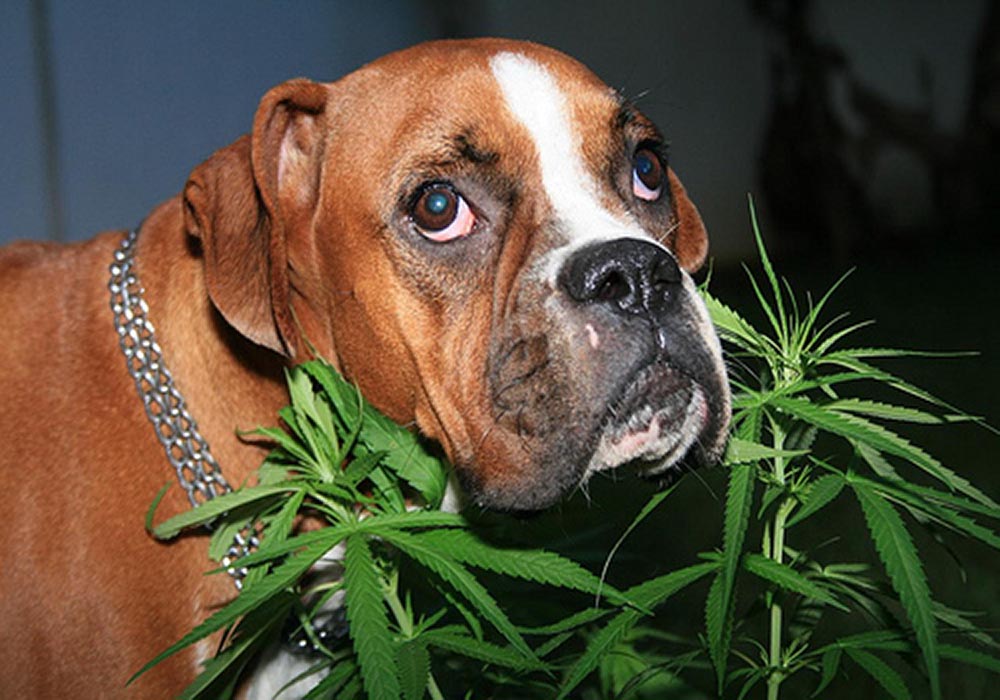 Image Credit: thebark.com