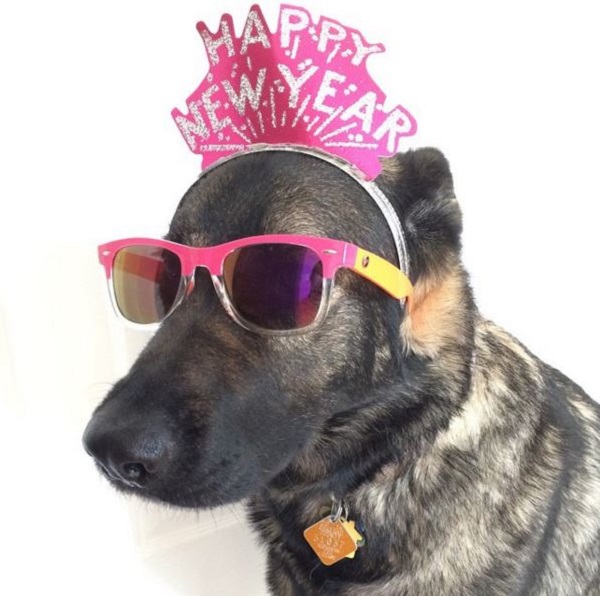 dog new year