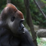 p_harambe-memes