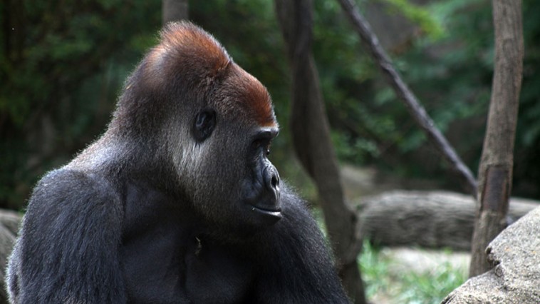 p_harambe-memes