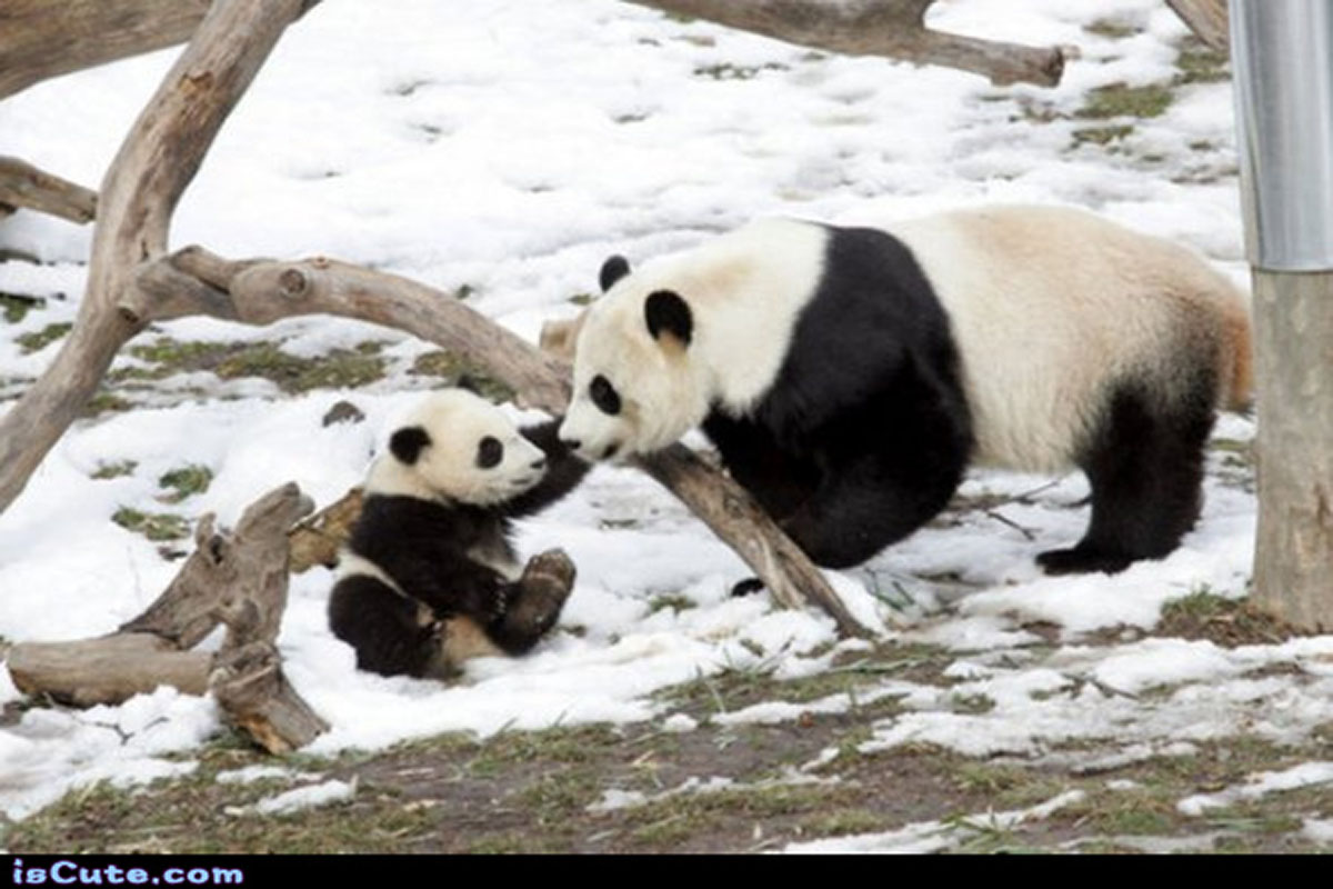 Image Credit: Iscute.com