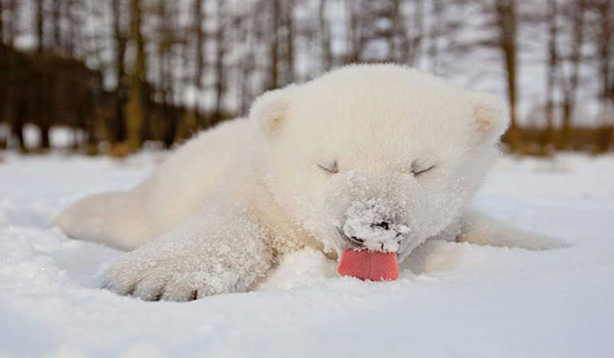 Image Credit: Boredpanda.com