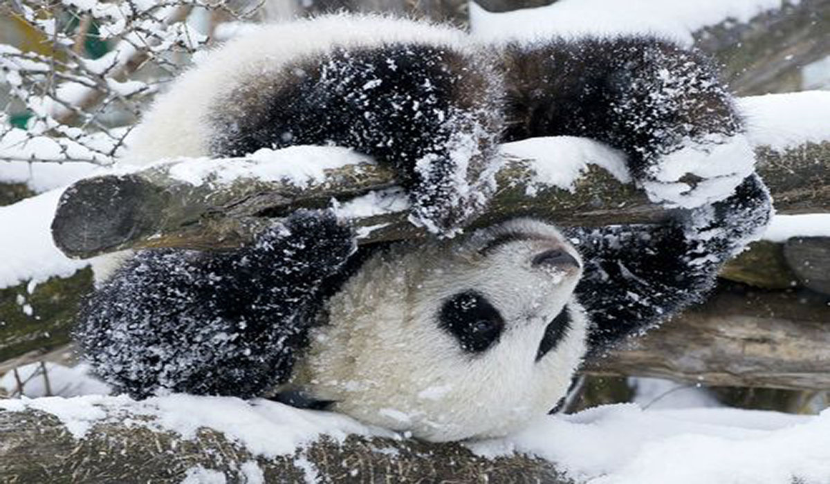Image Credit: zooborns.com