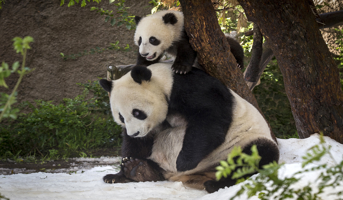 Image Credit: San Diego Zoo