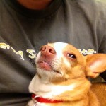 peanut