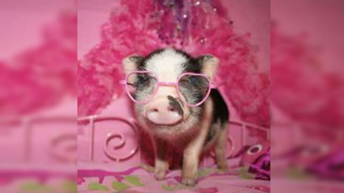 pig 1